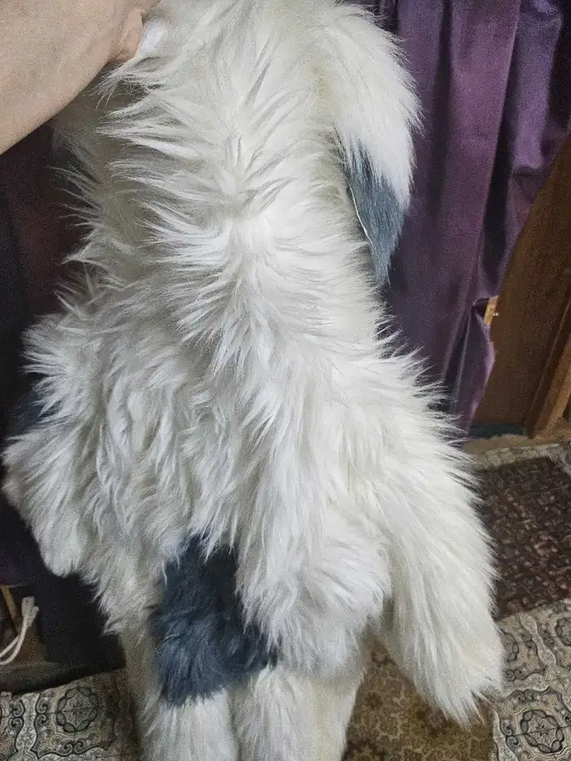 Costume Chien pour enfant 6-7 ans in Costumes in Sherbrooke - Image 11