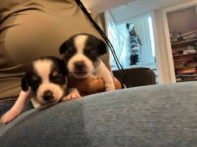 Ready May 24. Mom is long haired dad is an apple head. 2 girls 4 boys. $750 first shots first come f...
