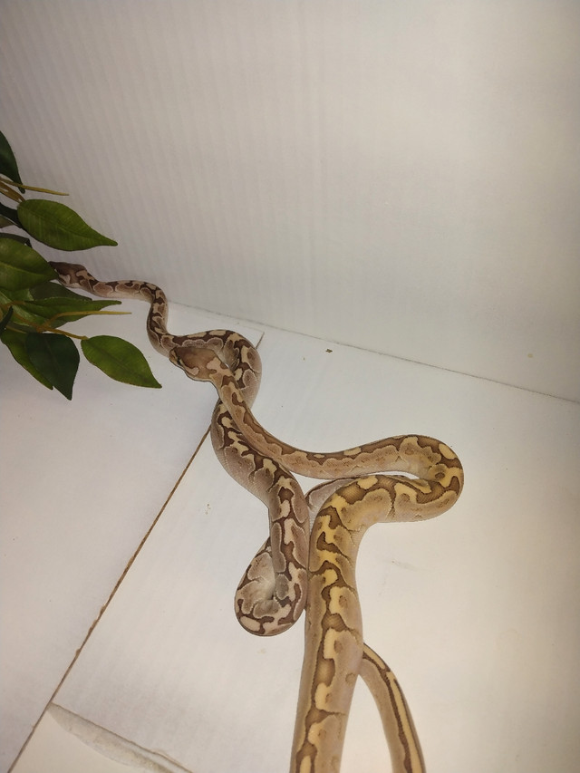 ball pythons in Reptiles & Amphibians for Rehoming in Lethbridge - Image 4