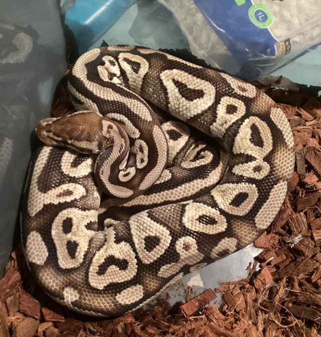 Trading 2 ball python females in Reptiles & Amphibians for Rehoming in Renfrew