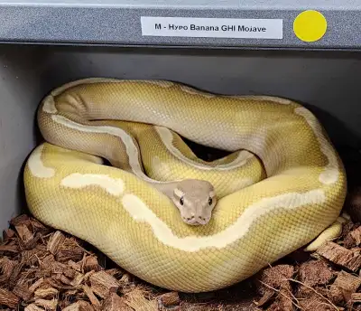 Hypo Banana GHI Mojave Ball Python, View more
