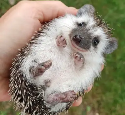 Baby female hedgies! Dark chocolate PLEASE TEXT TO REPLY ONLY :), View more