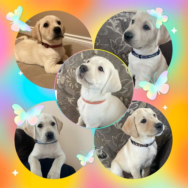 Purebred Yellow Labrador Puppies(ready to go on December 12) Dogs