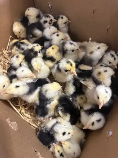Black Mottled Orpington hatching eggs. $50 a dozen. 2 dozen available.