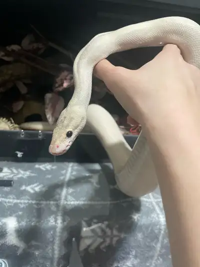 ivory ball python + terrarium, View more