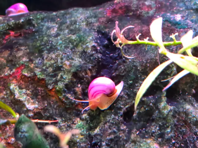 Beautiful Mystery Snails, Purple, Magenta and Yellow in Fish for Rehoming in Oakville / Halton Region - Image 4