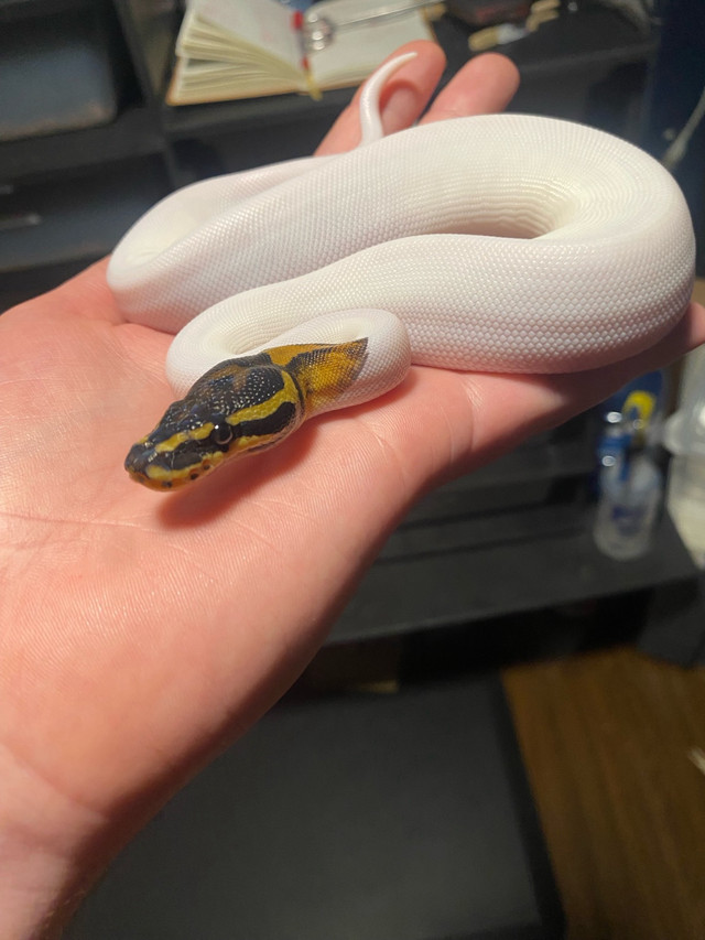 High White Pied Female Ball Python in Reptiles & Amphibians for Rehoming in Leamington - Image 3