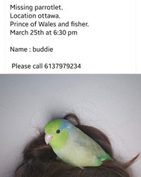 Lost bird parrotlet