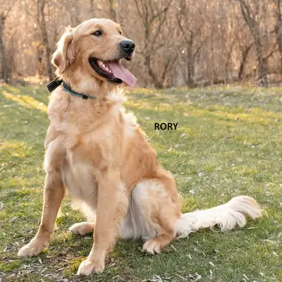 Purebred Golden Retriever Puppies CKC Registered, View more