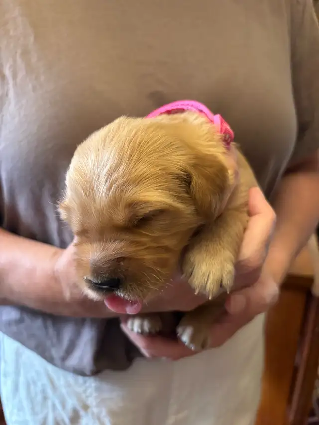 Golden Retriever Puppies in Dogs & Puppies for Rehoming in Owen Sound - Image 10