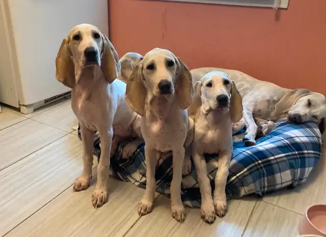 Porcelain hound puppies. in Dogs & Puppies for Rehoming in City of Toronto - Image 5