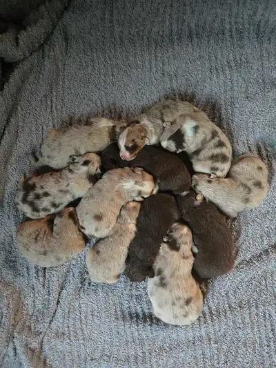 Australian Shepherd Puppies, View more