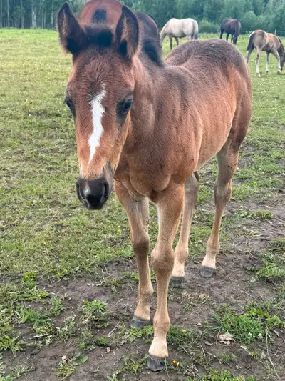 2025 AQHA foals, View more