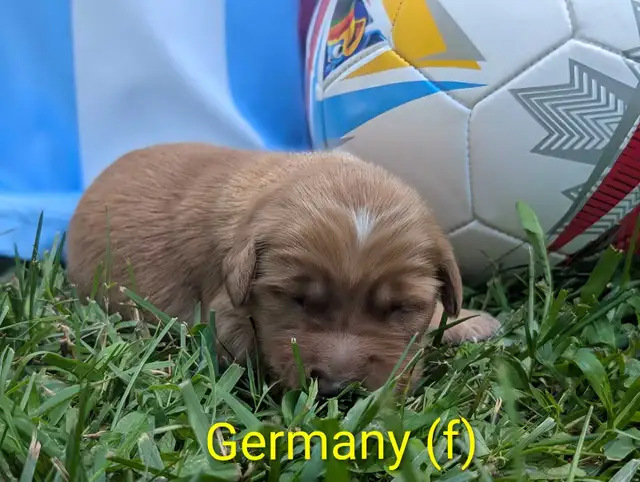 pure-bred Golden Retriever puppies in Dogs & Puppies for Rehoming in Owen Sound - Image 3