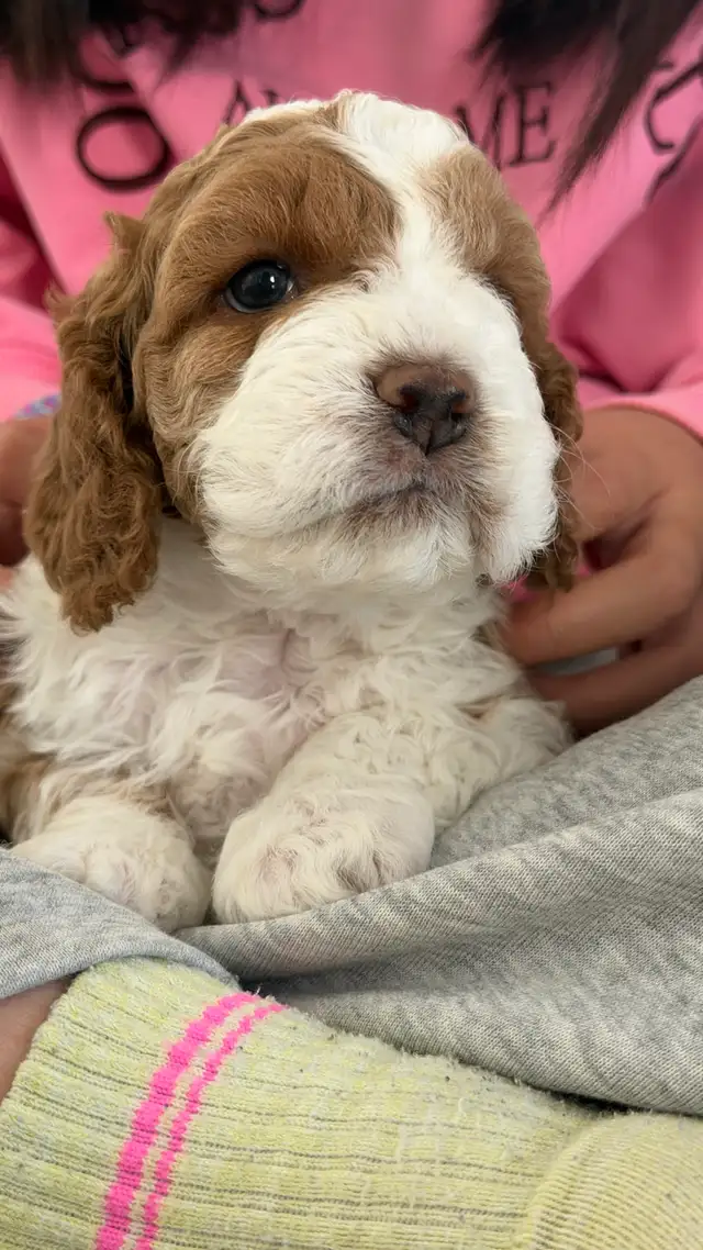 Cockapoo Puppies Rehoming | Dogs & Puppies for Rehoming | Calgary ...