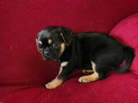 Pug mix lab puppies ONLY ONE LEFT!!!
