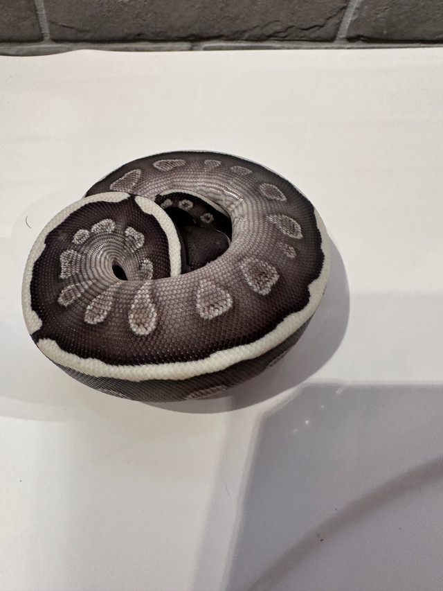 Python royal bebe dans Reptiles et amphibiens à adopter  à Laval/Rive Nord - Image 4