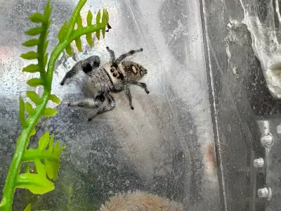 Regal and bold jumping spiders, View more