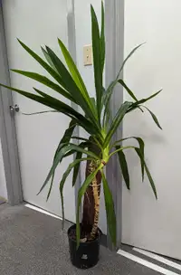 HEALTHY YUCCA PLANT, 4 FT TALL