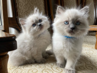 Ragdoll Kittens