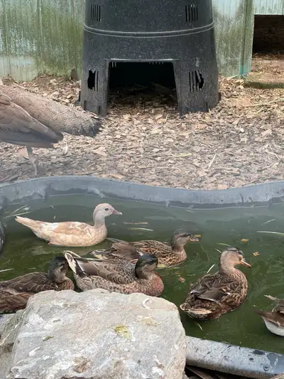 quad of call ducks, View more