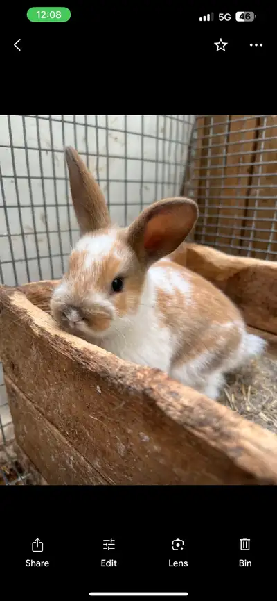 Rabbits posted at the beginning are meet Rabbits for either Meat or breedng both male and female ava...