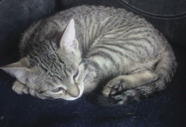 Lovely kittens in Cats & Kittens for Rehoming in Peterborough - Image 2