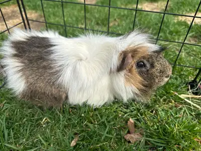 Guinea Pig with a great starter pack!, View more