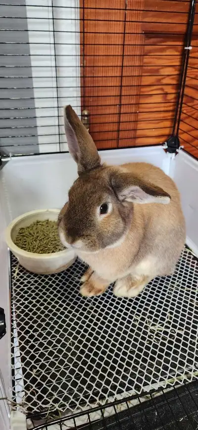 Young holland cross Buck rabbit, View more