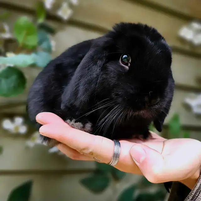 Holland Lop Rabbitry (nettle.blossom.burrows) in Small Animals for Rehoming in Terrace - Image 7