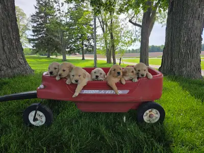 Golden Retriever Puppies , View more