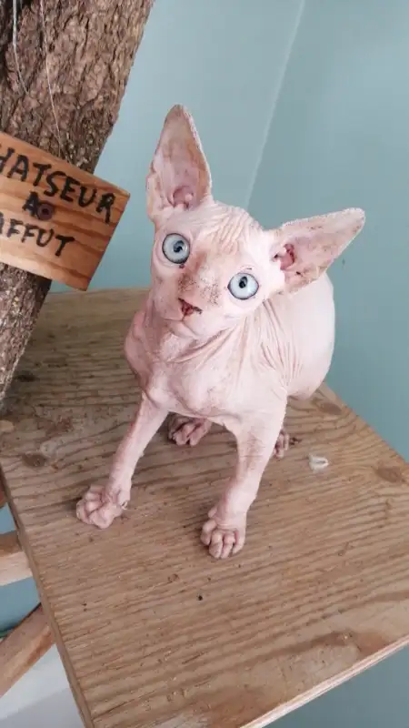 Chatons sphynx a vendre in Cats & Kittens for Rehoming in Trois-Rivières - Image 3