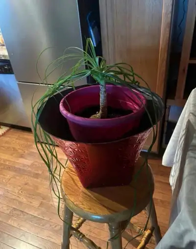 Ponytail Palm Plant in Pink Pot, View more