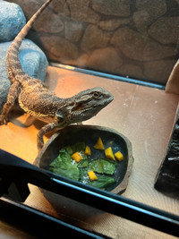 Rehoming bearded dragon