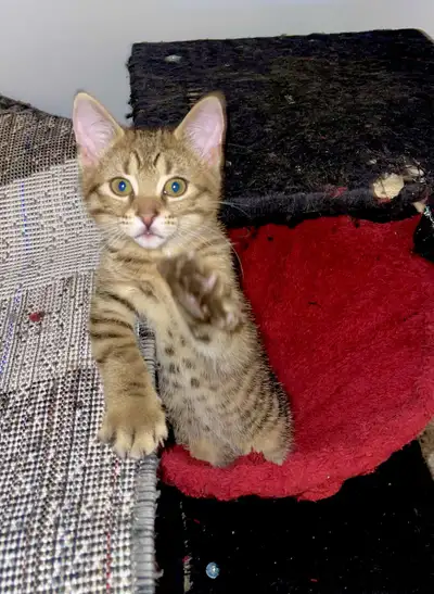 Female Kitten for adoption , View more