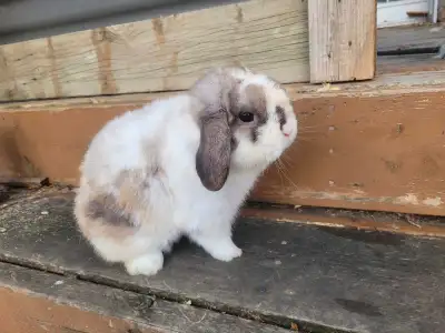 Male holland lop for sale and female