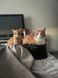 Orange cats for adoption 