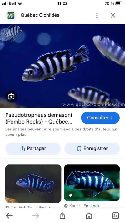 Damasonie,Dauphin moori ,Labidochromis dispo a $5 ch Repentigny, View more