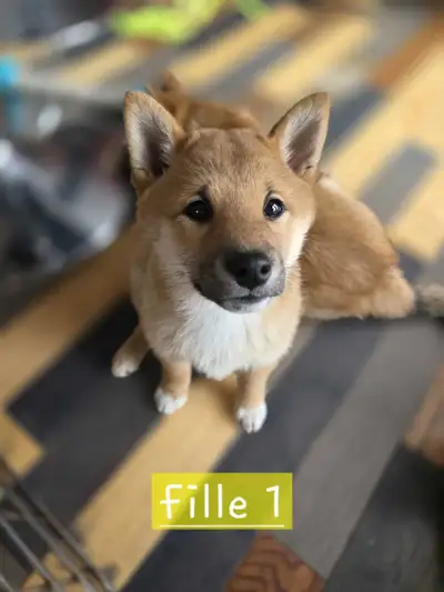 Shiba inu, sevré, 100% propre, assi, couché acquis, View more
