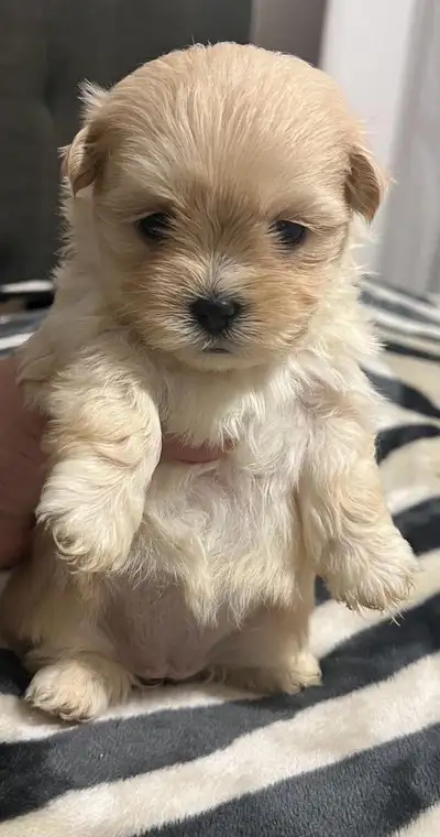 Adorable Exotic Puppies Non- Shedding ,Non Hypoallergenic, View more