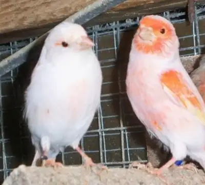 pair of mosaic canary for sale , View more