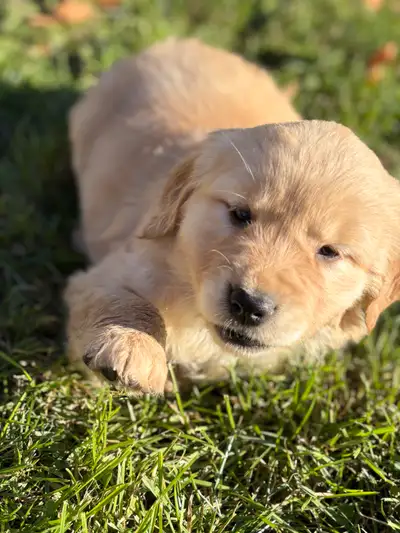 Golden Retriever Puppies, View more