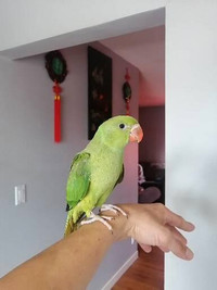 FS - Green Indian ringneck parrot baby