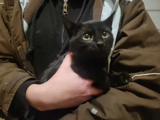 Kittens & Mousers in Cats & Kittens for Rehoming in St. Albert - Image 3