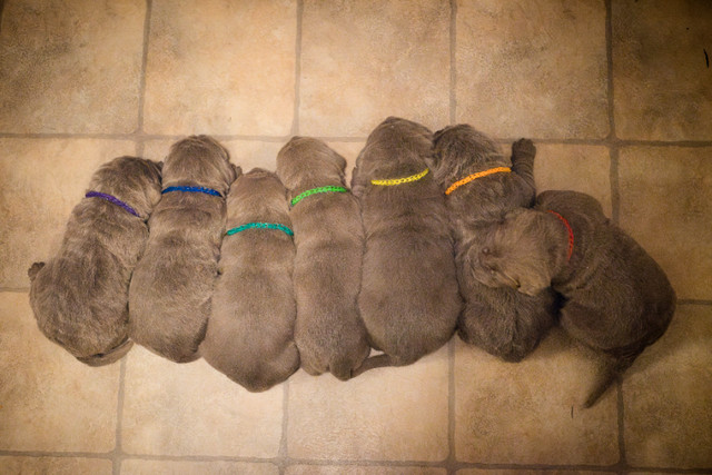 Cane Corso x Neapolitan Mastiff Puppies for sale. in Dogs & Puppies for Rehoming in Mission