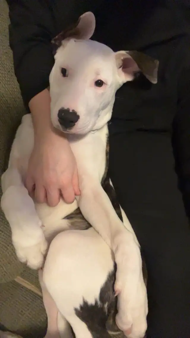 Dogo/ bully female in Dogs & Puppies for Rehoming in Brantford - Image 3