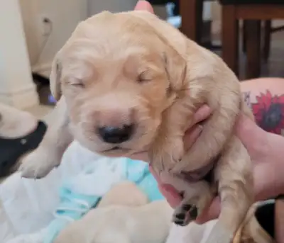 Reste seulement 1 mâle à reserver... Chiots provenant de parents exceptionnelement doux, sociable, d...