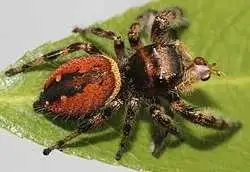 phidippus clarus jumping spider, View more