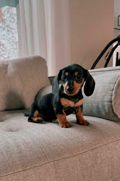 Dachshund puppies 1 left, View more
