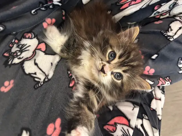 ♡ Siberian Kitten  ♡ health card* + sample food ❤️